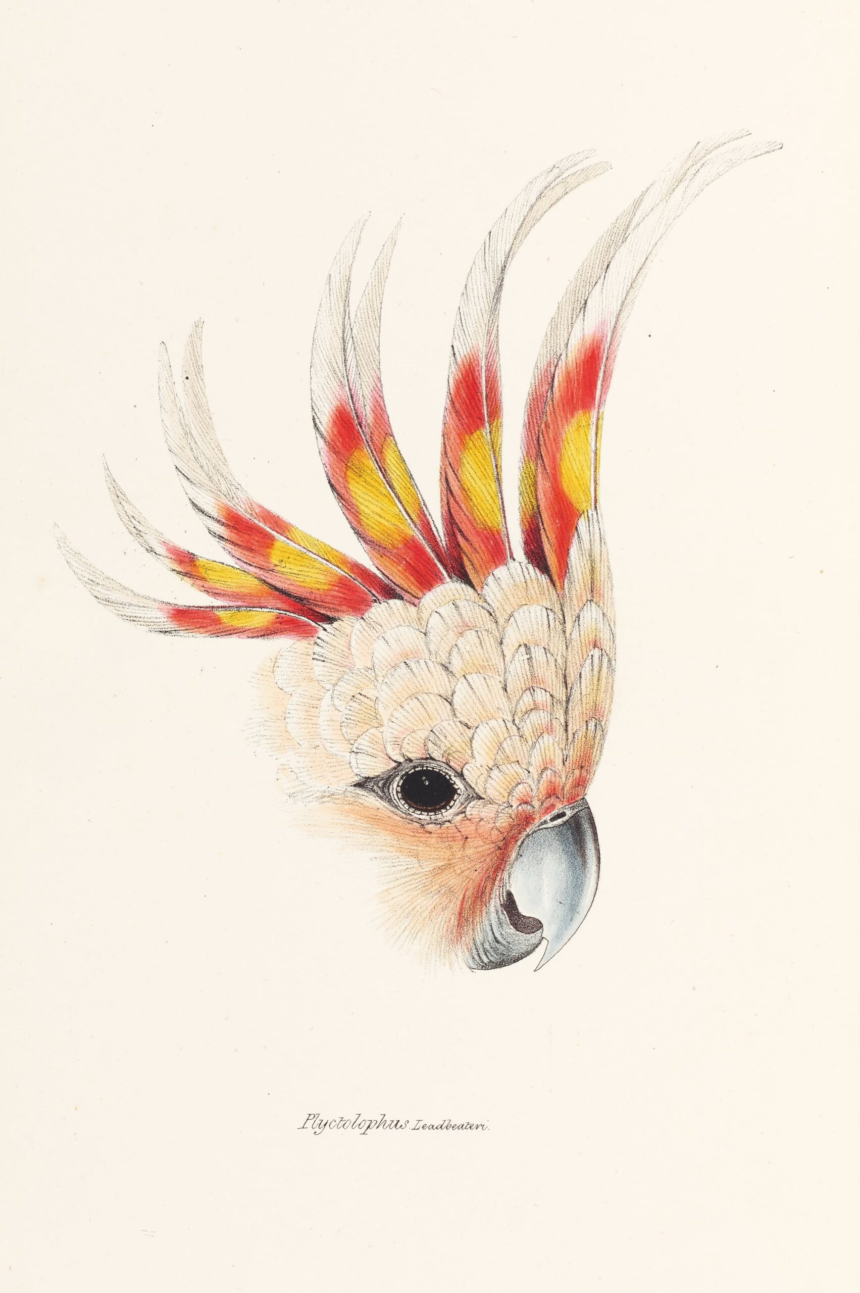 Unlocking the Art of Bird Illustration: Elizabeth Gould's Groundbreaking Work