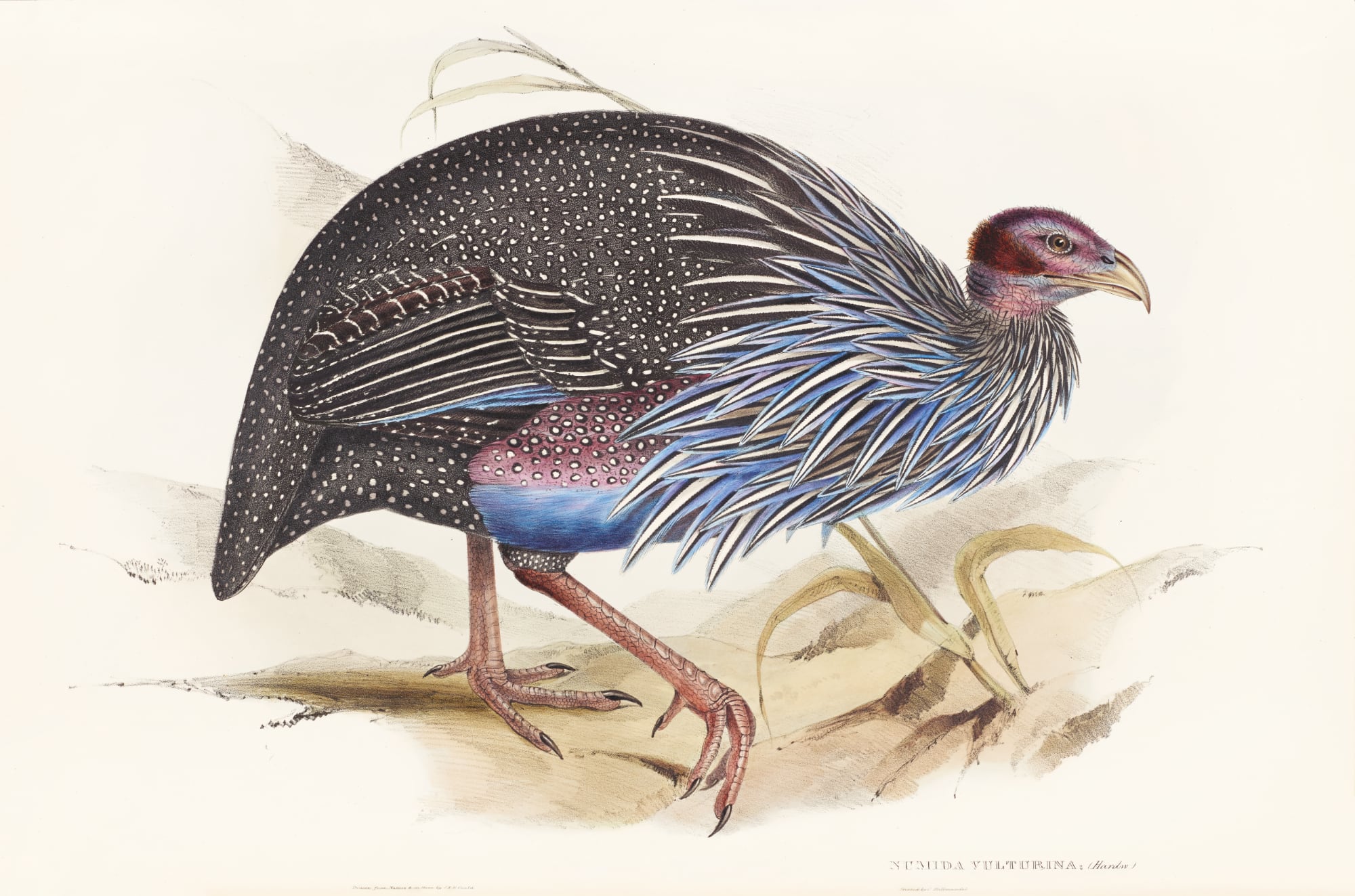 Unlocking the Art of Bird Illustration: Elizabeth Gould's Groundbreaking Work