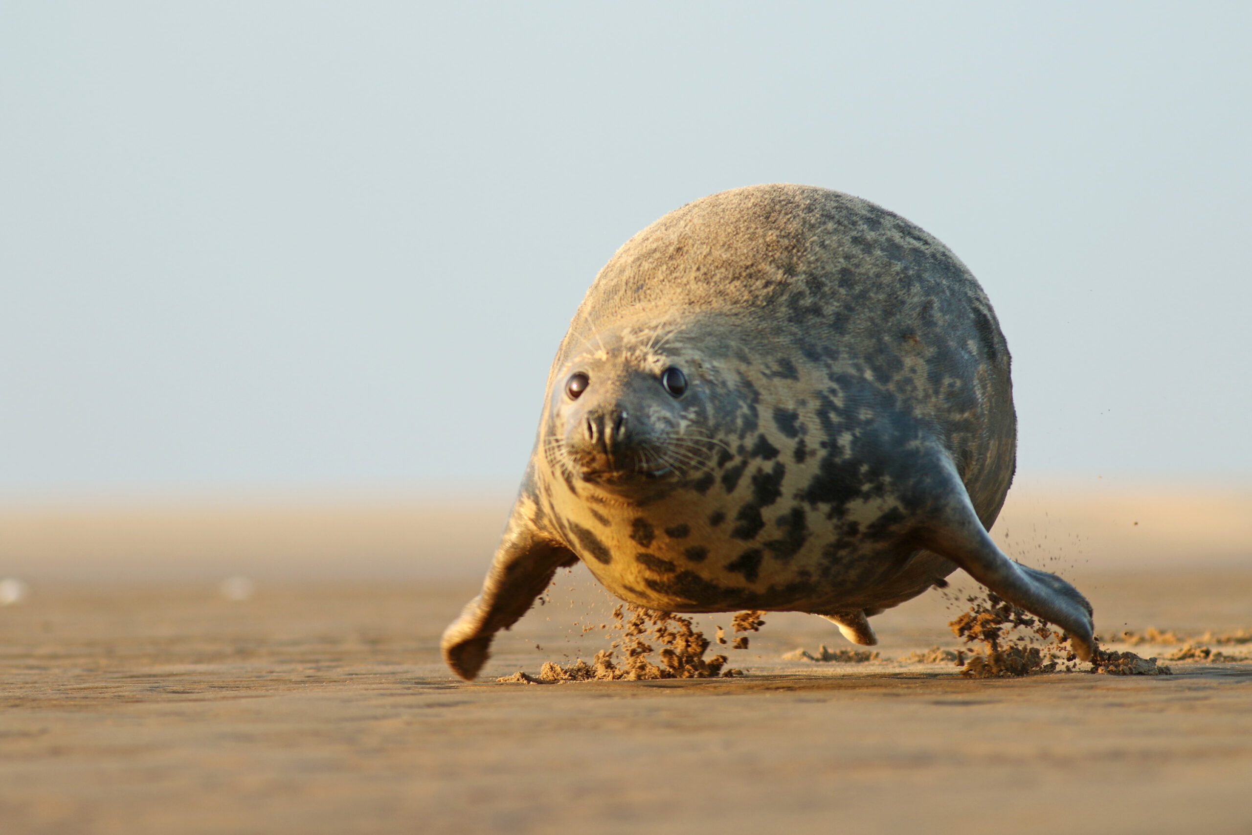 a small animal on a beach