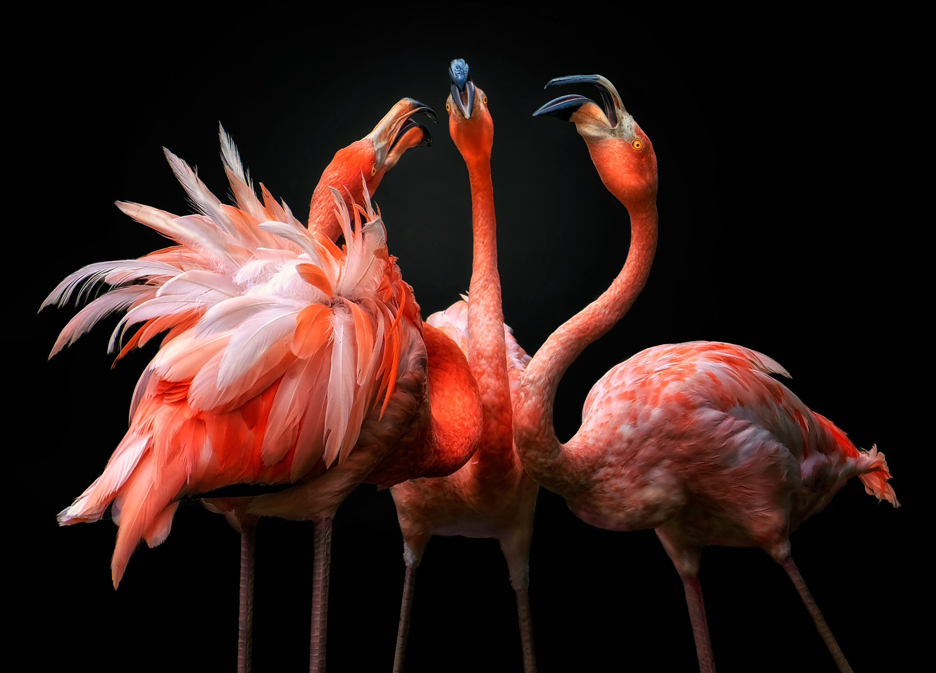 a flamingo standing in front of a bird