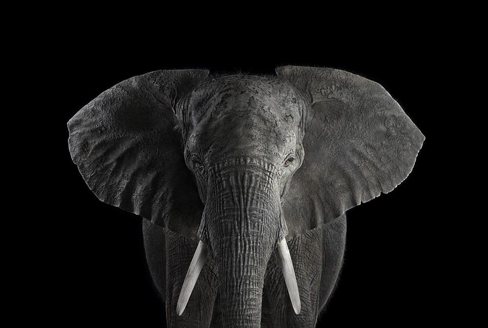 a elephant that is standing in the dark