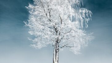 a tree in the snow