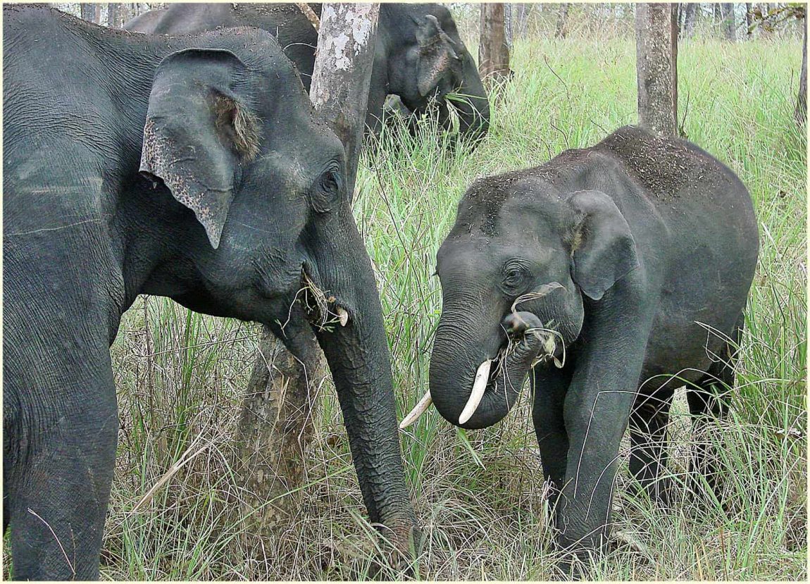 Asian Elephant Elephas maximus 2018020120 5a737b2eb816c