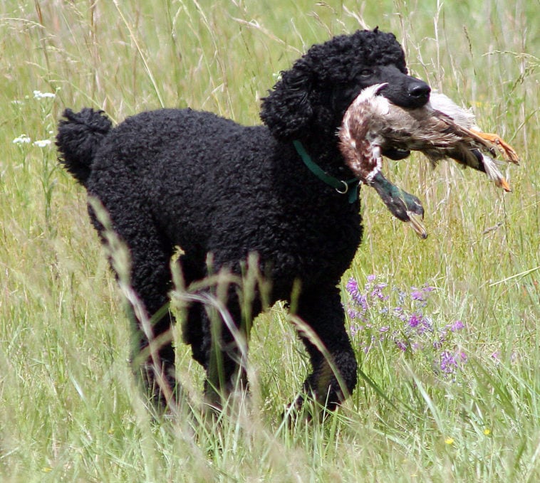Bo the poodle retrieving a duck 2017071014 596391e20ff38