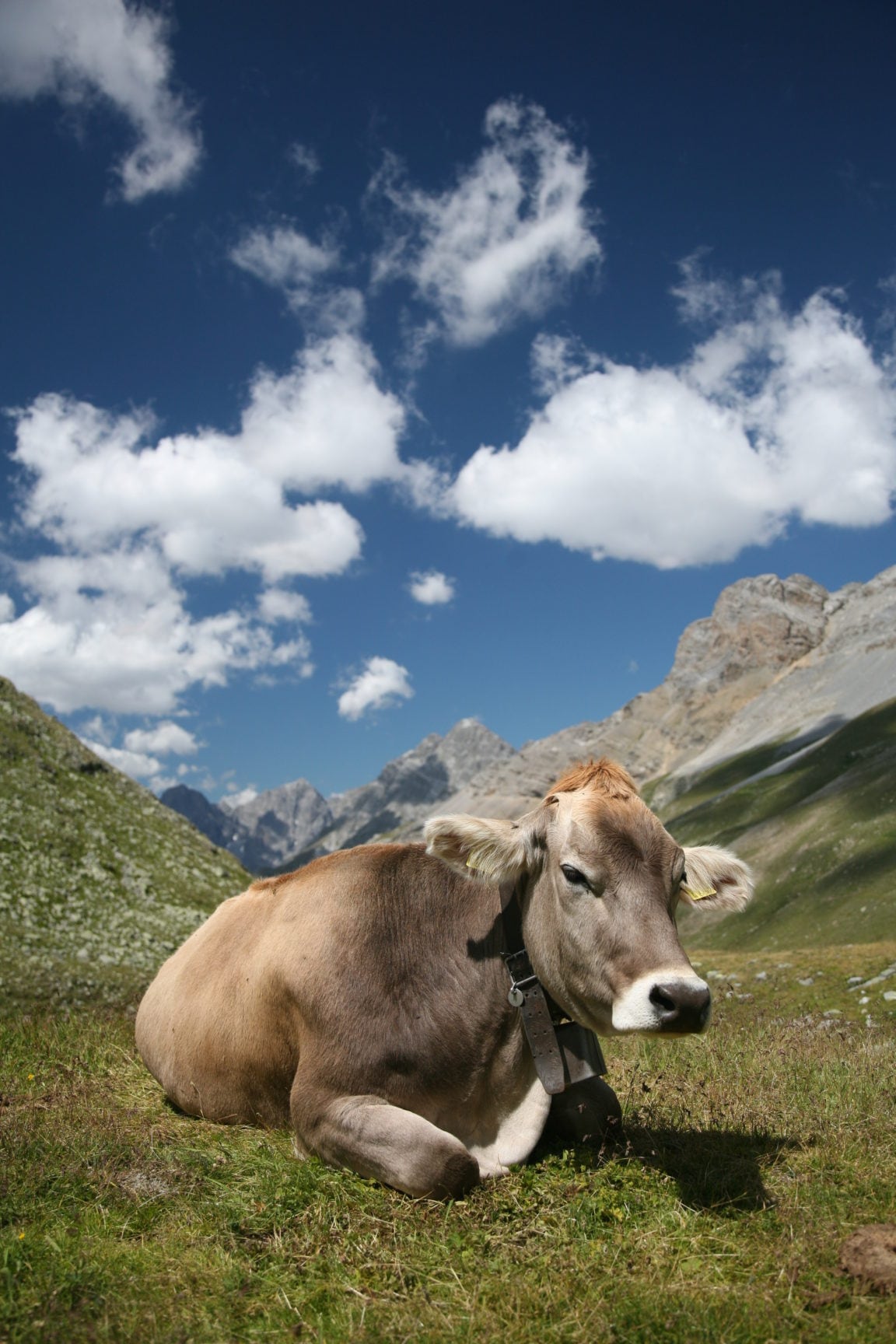 Cattle