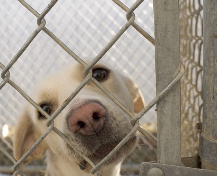 Dog in animal shelter in Washington Iowa 2017071610 596b3e2bba33d
