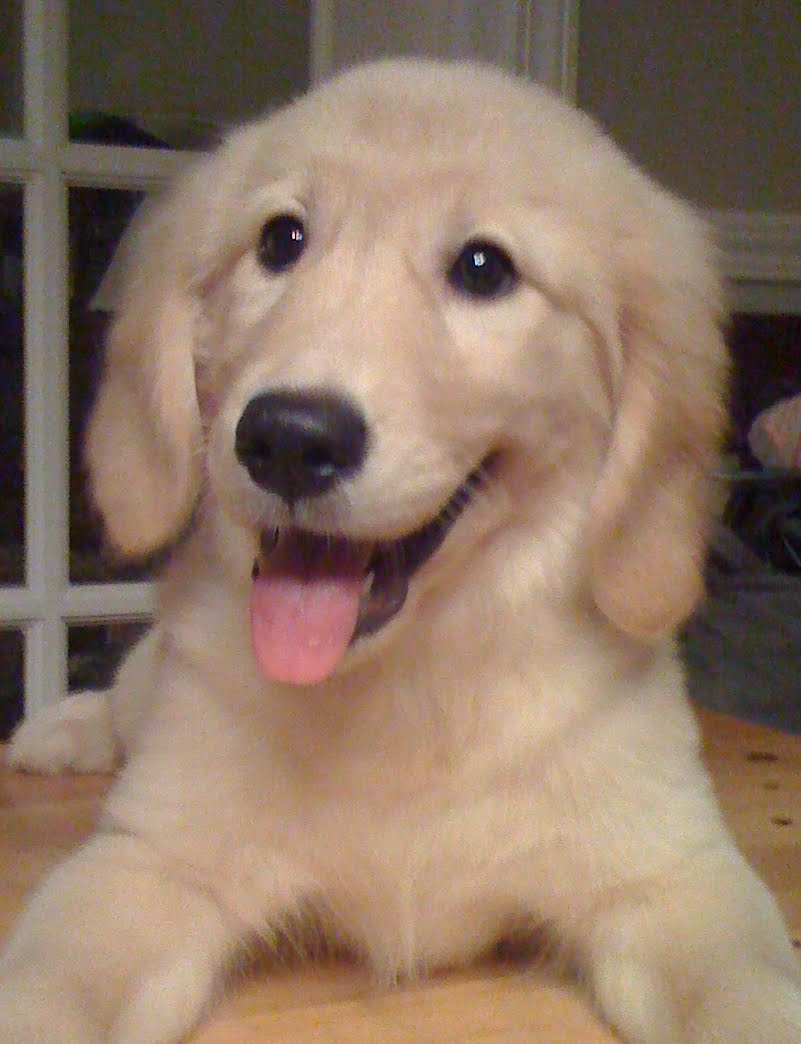 Puppy