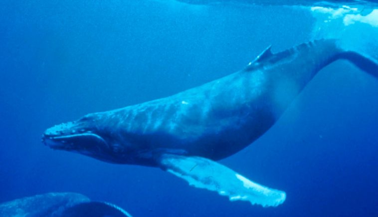 Humpback Whale underwater shot 2017100319 59d3e5e7c9db4