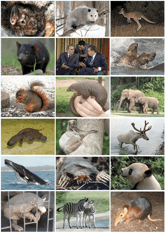 Mammal Diversity 2011 2017043015 5905fc52bab57