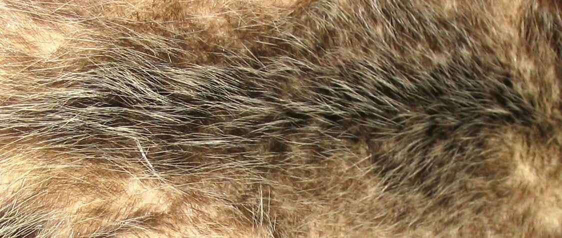 Opossum fur 2017010412 586ce7c79d8db