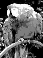 Monochrome