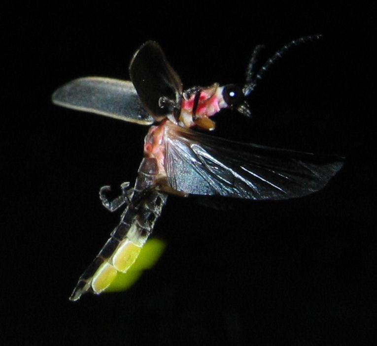 Photinus pyralis Firefly glowing 2017021821 58a8bb70ba561