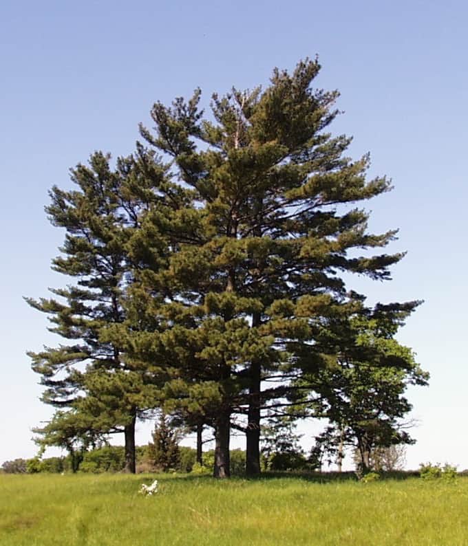 Pinus strobus trees 2018031117 5aa569cc226de