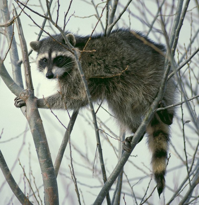 Raccoon climbing in tree Cropped and color corrected 2017080809 59897ecebd8e1 e1502183404507