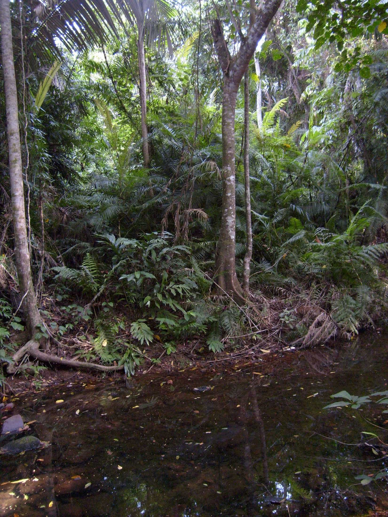 Tioman Rainforest 2017052913 592c22d8c1bef