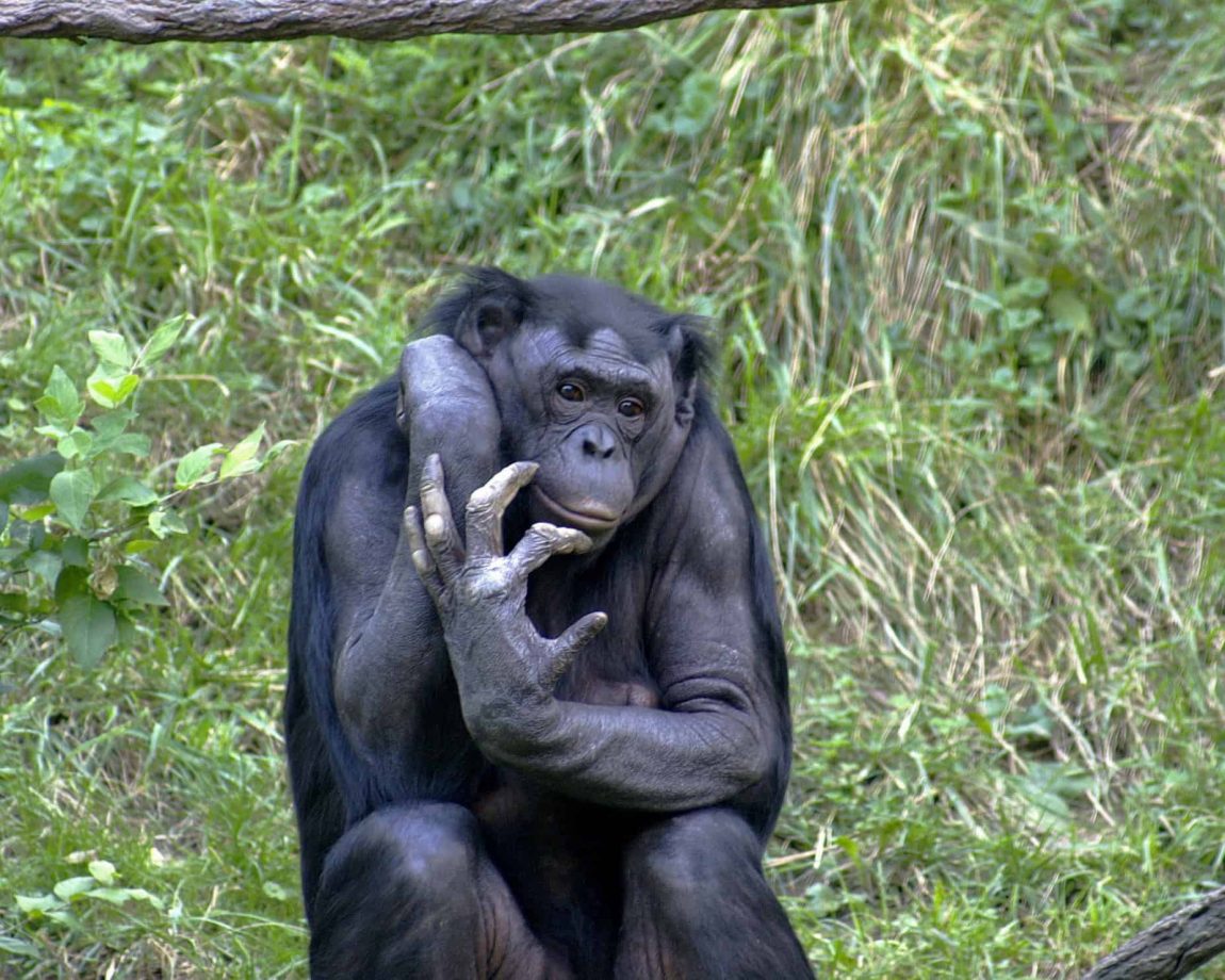 Bonobo 009