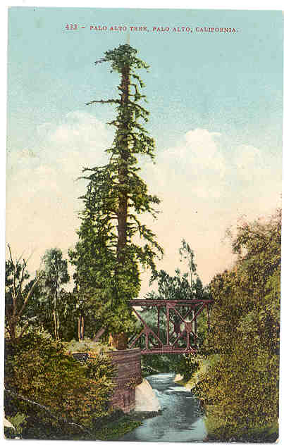 El palo alto tree california