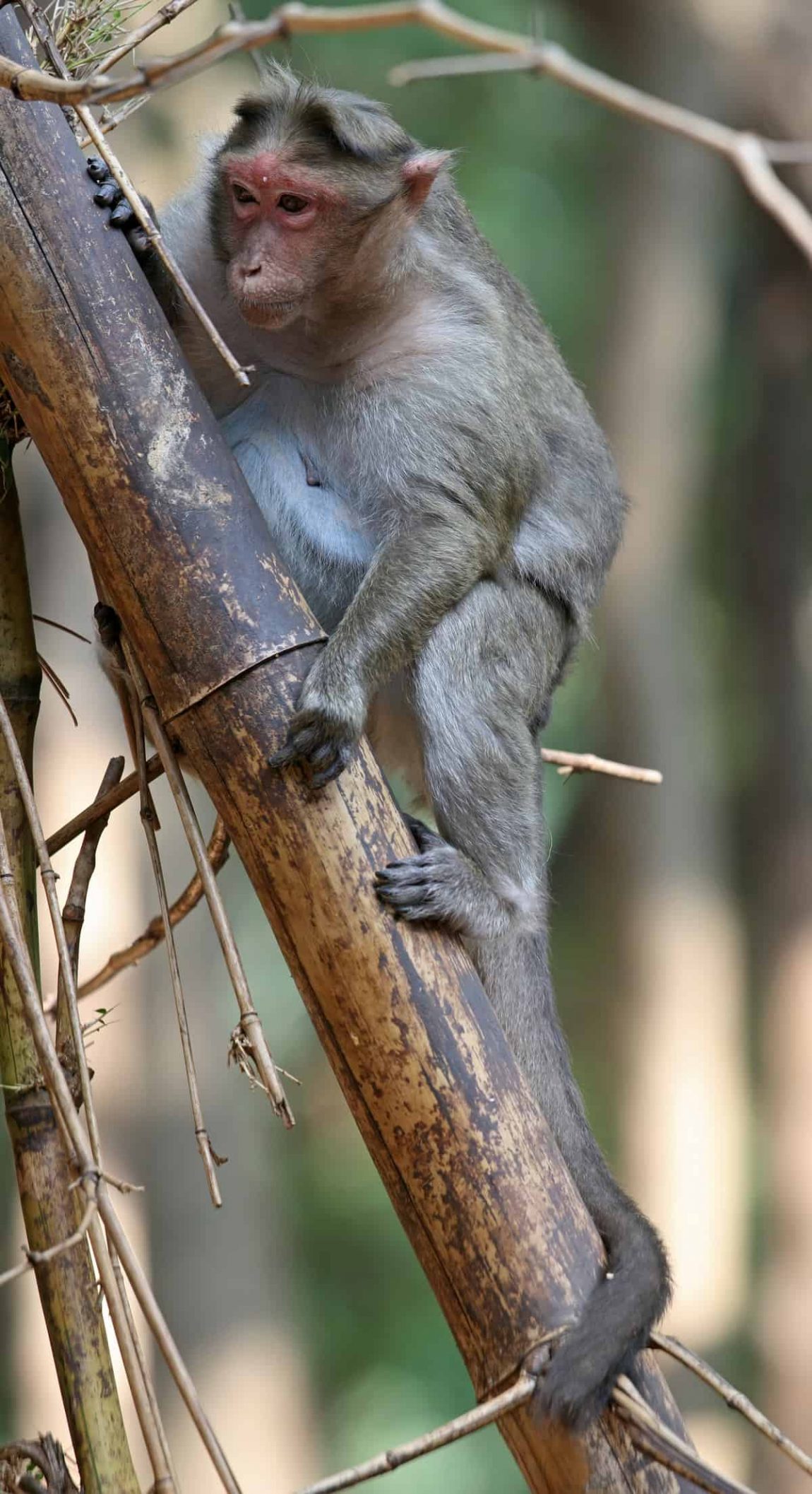 Monkey