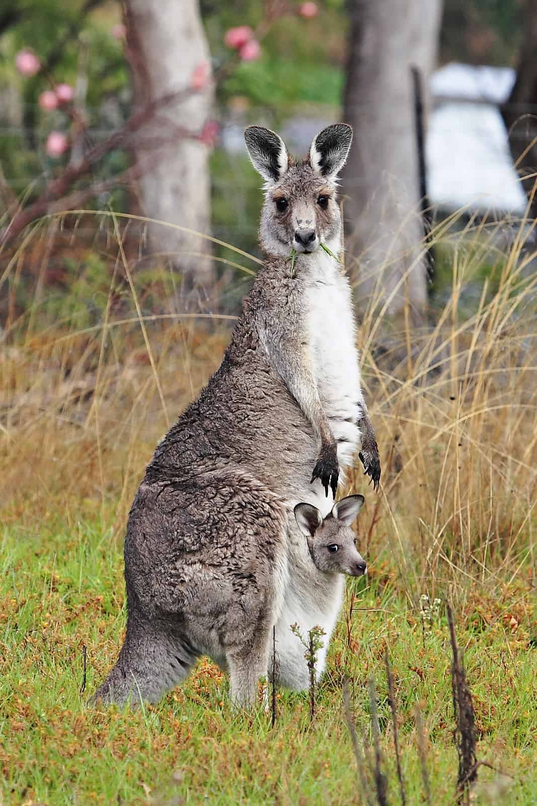 Kangaroo and joey03