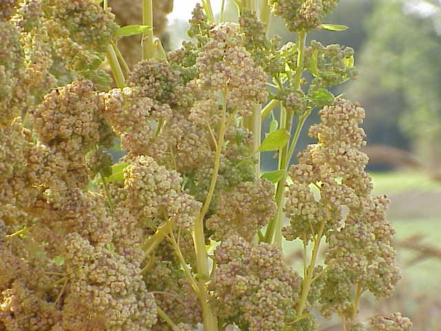 Chenopodium quinoa0