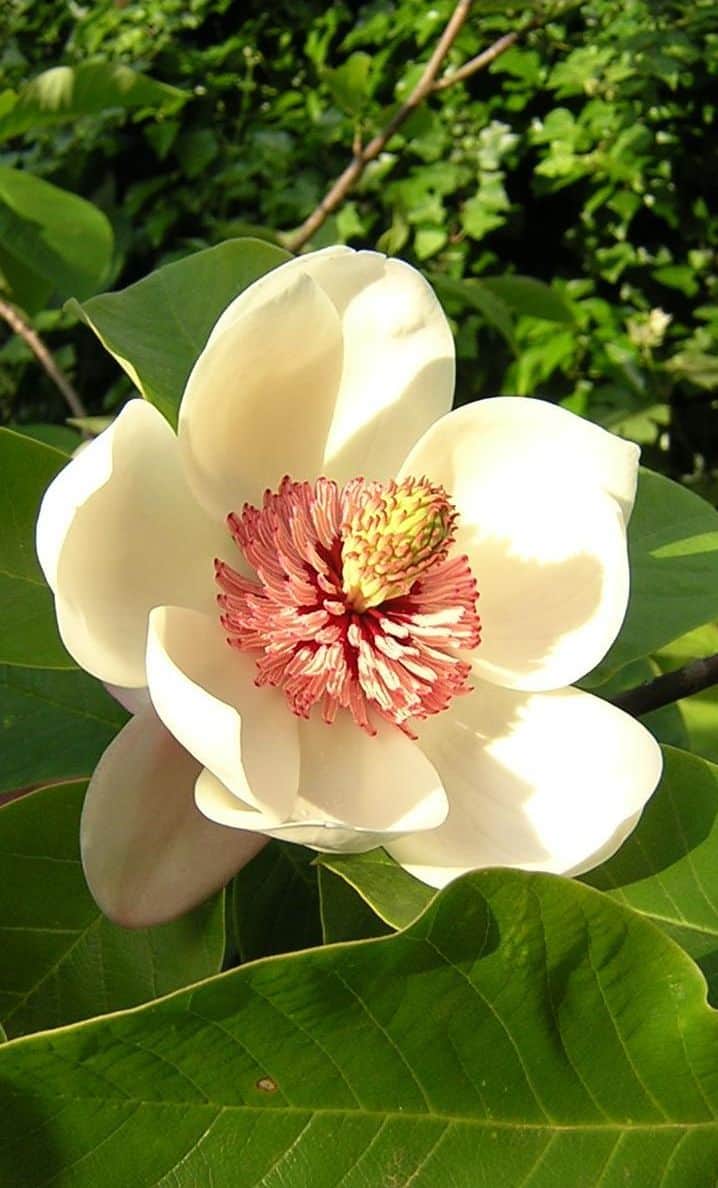 Magnolia wieseneri