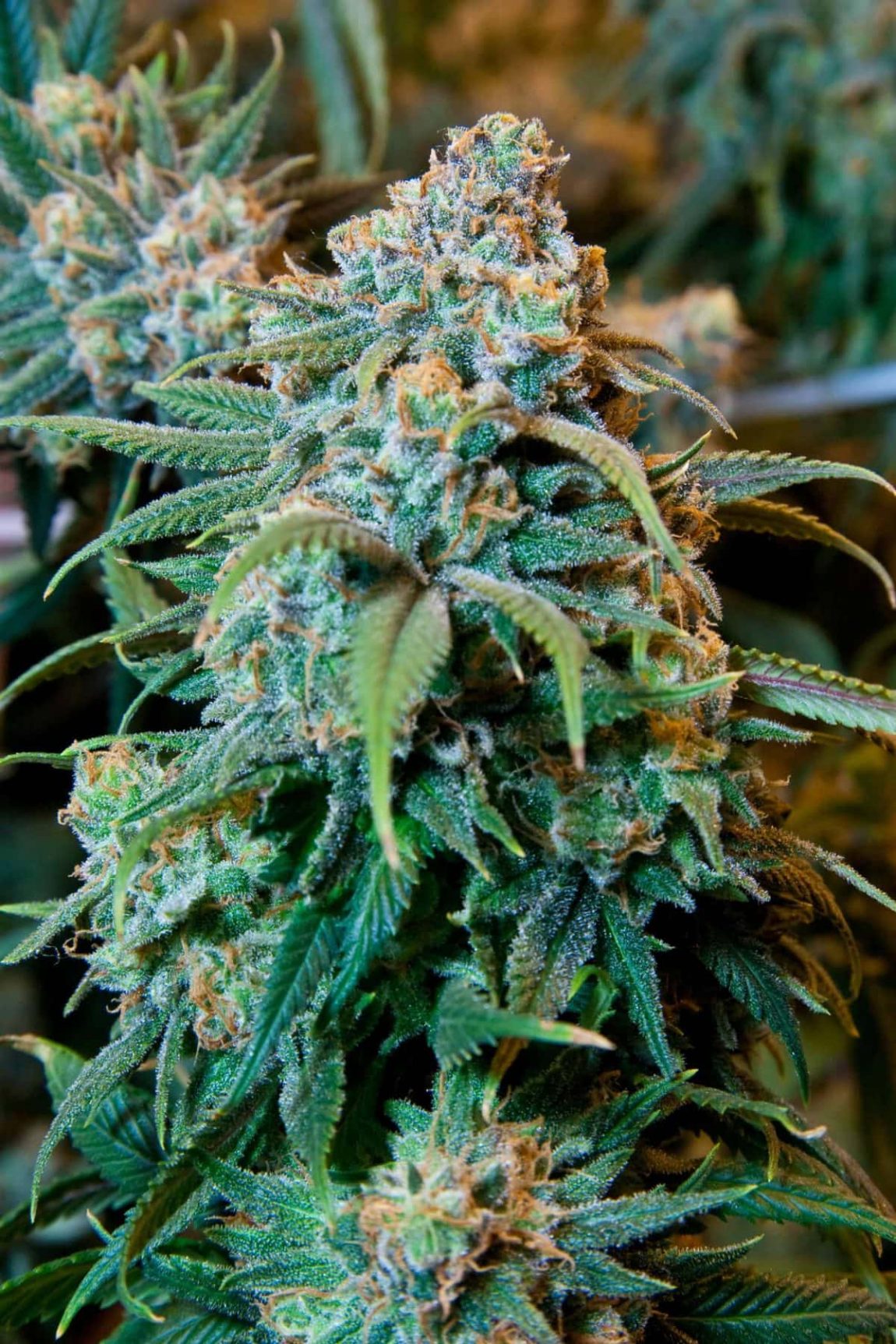 Cannabis Plant scaled