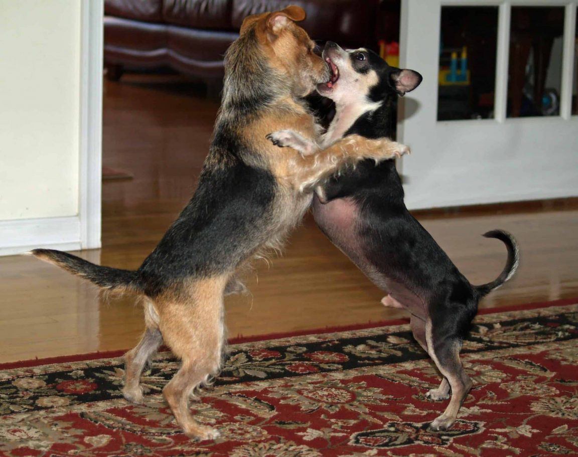 Animal communication