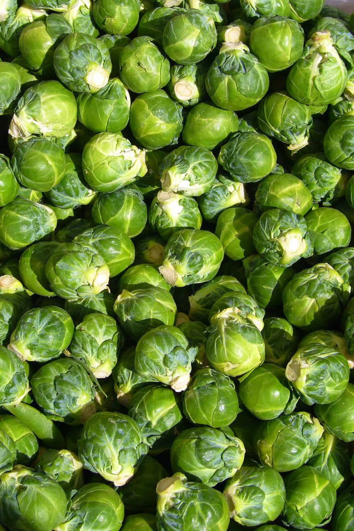 Brussels sprout closeup scaled