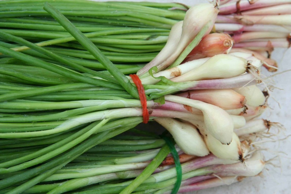 Scallion